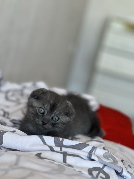 Котенок породы скоттиш фолд