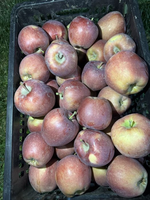 Продам яблоки сочные с собственного сада!