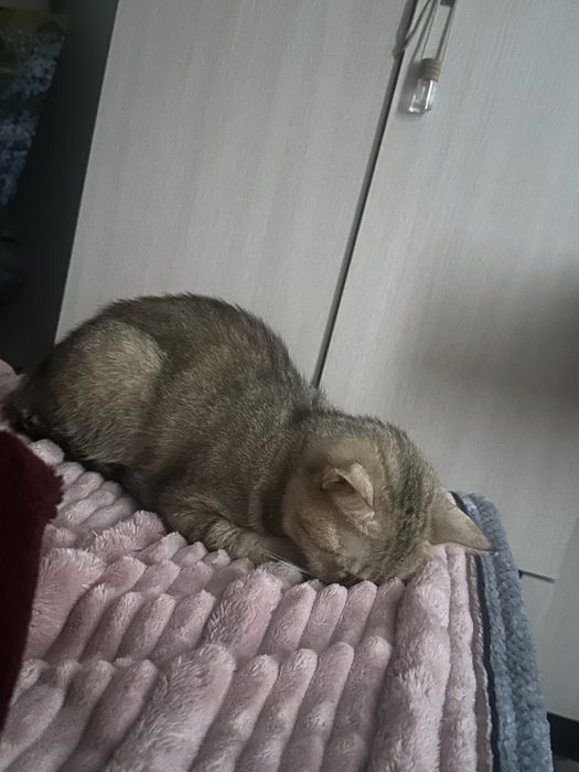 отдам британскую кошку