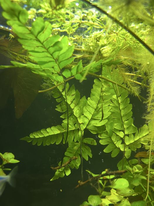 Продам аквариумные растения