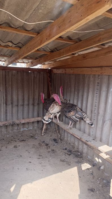 Продам Индюков 3шт