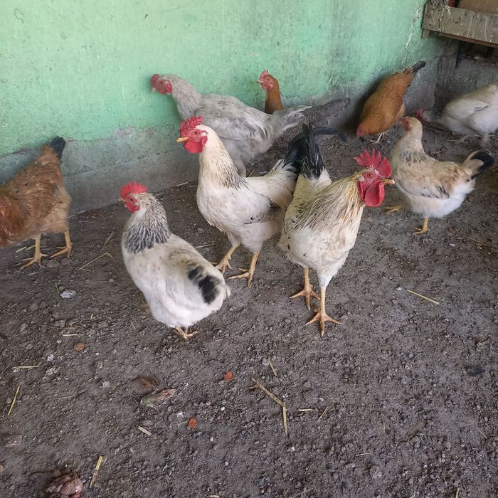 Яйца на инкубатор Адлер кучин