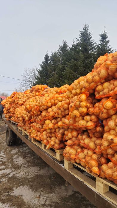 Ceapa galbena, Cal II