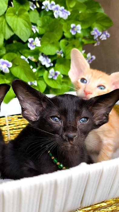 Эксклюзивные Ориентальные котятки
