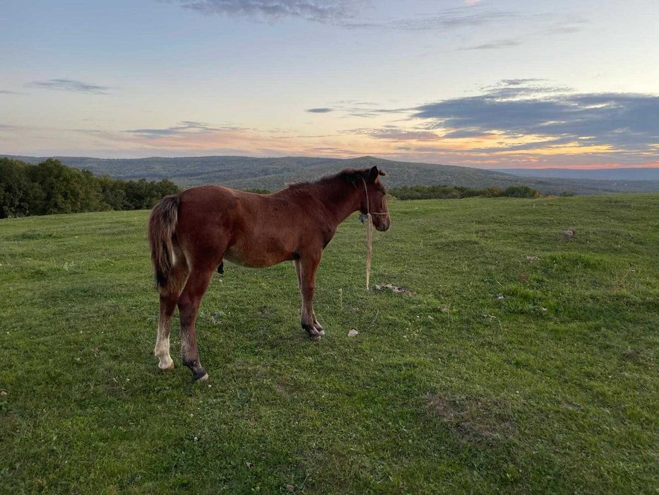 Teren Pietrarie, langa padure, vedere minunata, 1100 mp