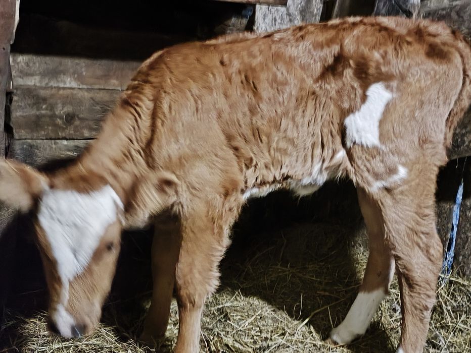 Продам тёлочку три недели, срочно.