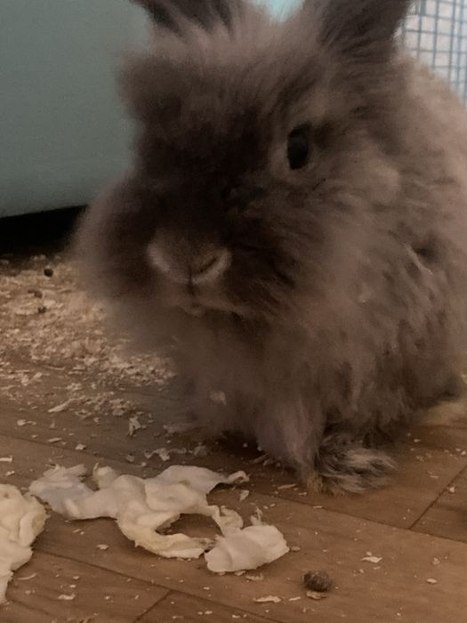 Отдается кролик с клеткой