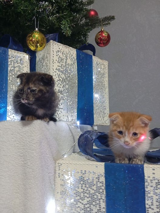 Веслоухие котята не дорого бодрые игривые не капризные