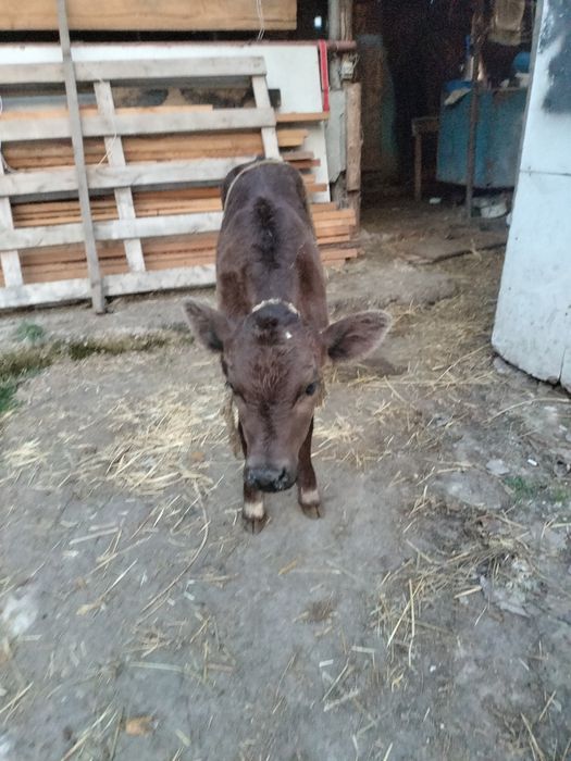 Корова с теленком