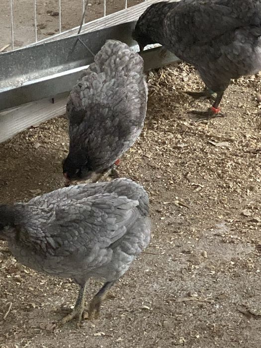 Oua si pui  araucana