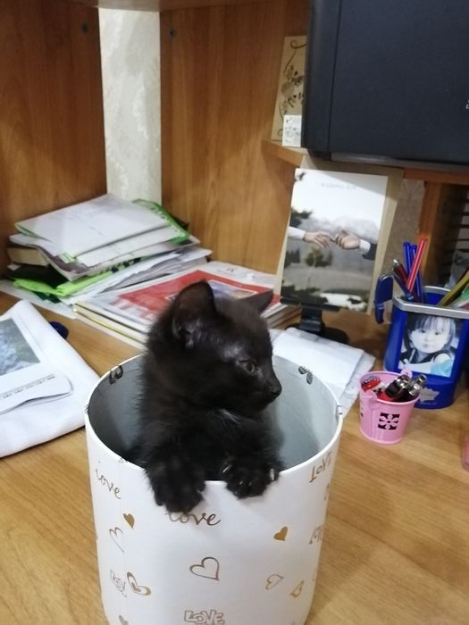 Отдам котёнка в хорошие руки