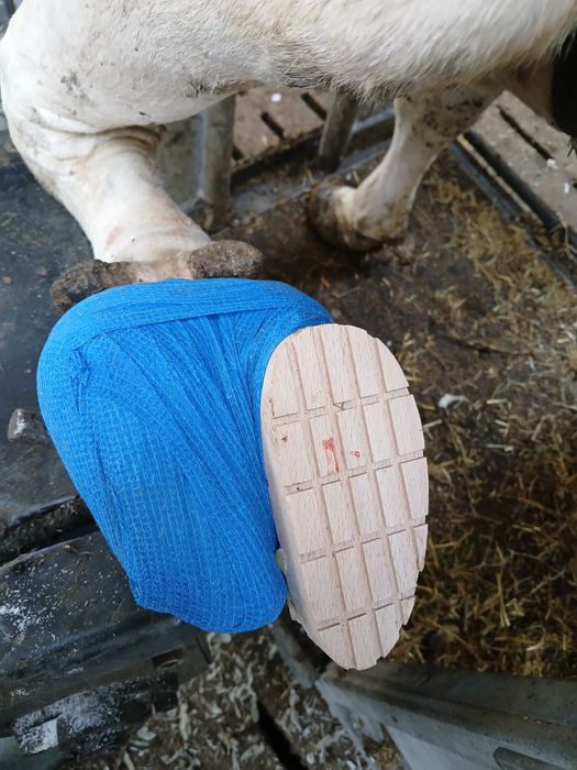 Curatire ongloane bovine