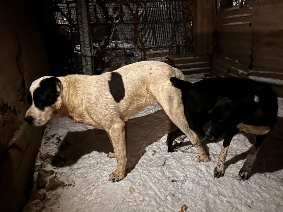 Щенка Алабая девочка