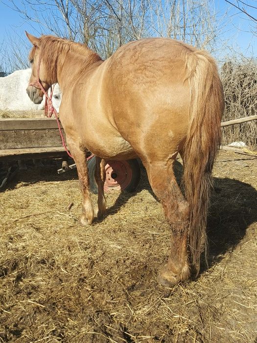 Vând iapa de abator