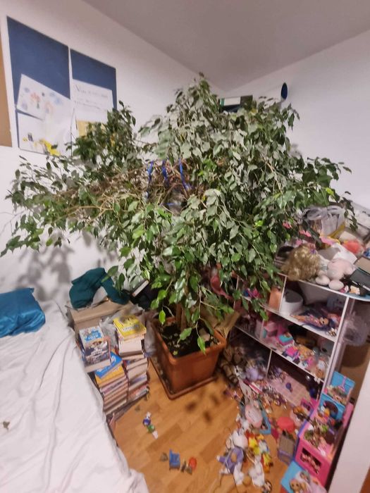 Vand Ficus benjamina, inaltime 2 metri