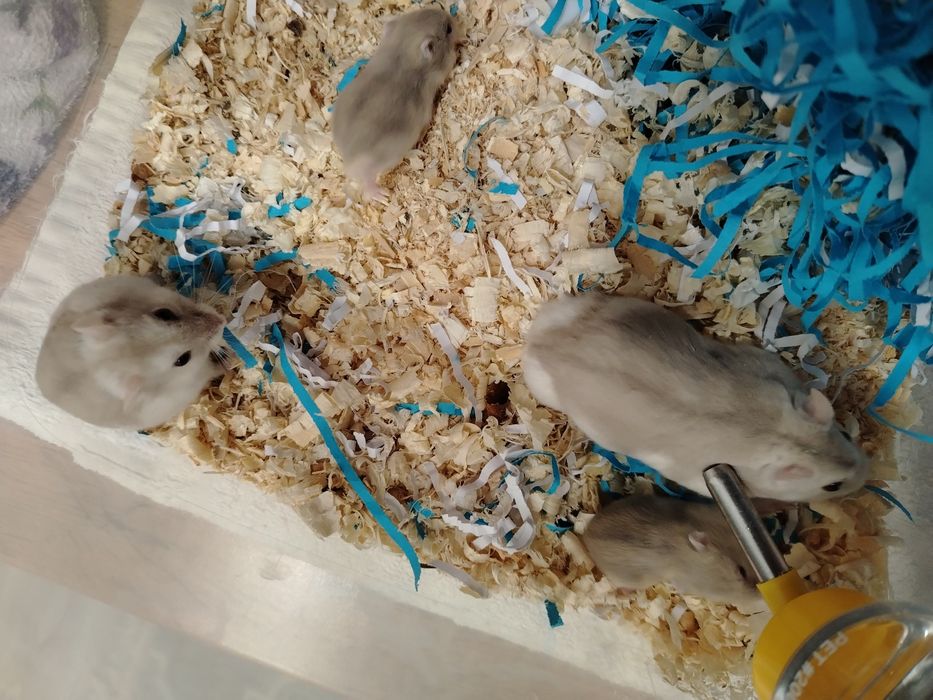 Продам семью хомяков