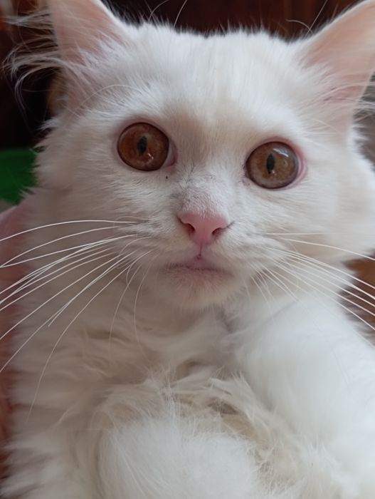 Котёнок мальчик 6 мес.