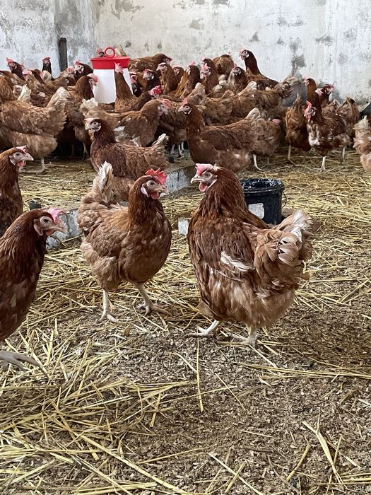 Gaini rosii ouatoare Isa Brown,Românești !