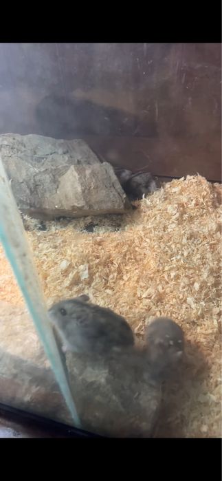 Vand hamsteri de companie