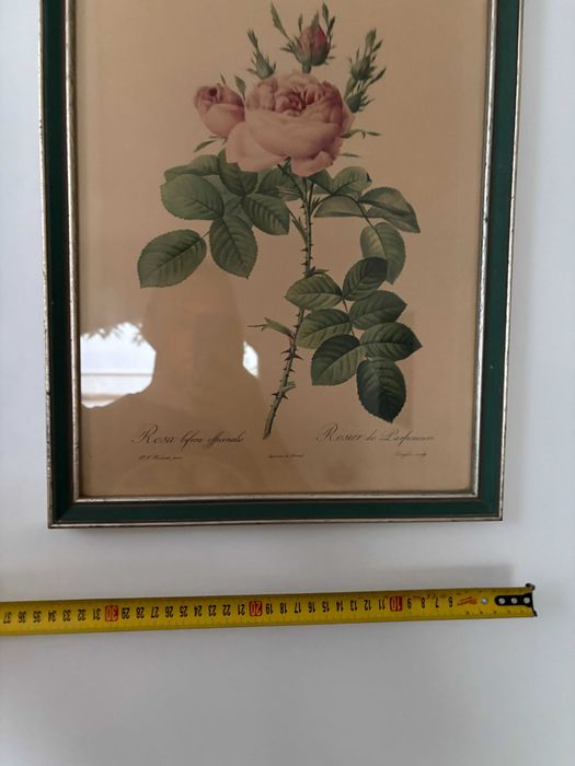 printul oficial La Redoute trandafir roz secolului 19 inramat