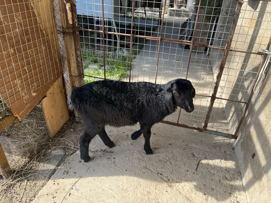 Ягнята девочки.