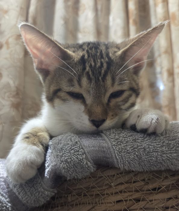 Отдаем котят в добрые руки