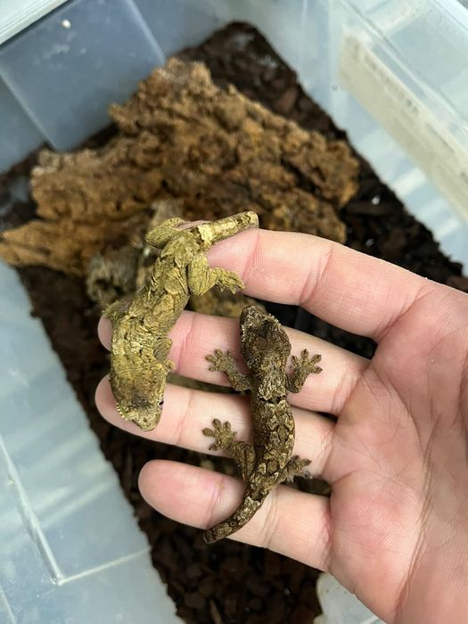 Чахоуа / Mniarogekko chahoua