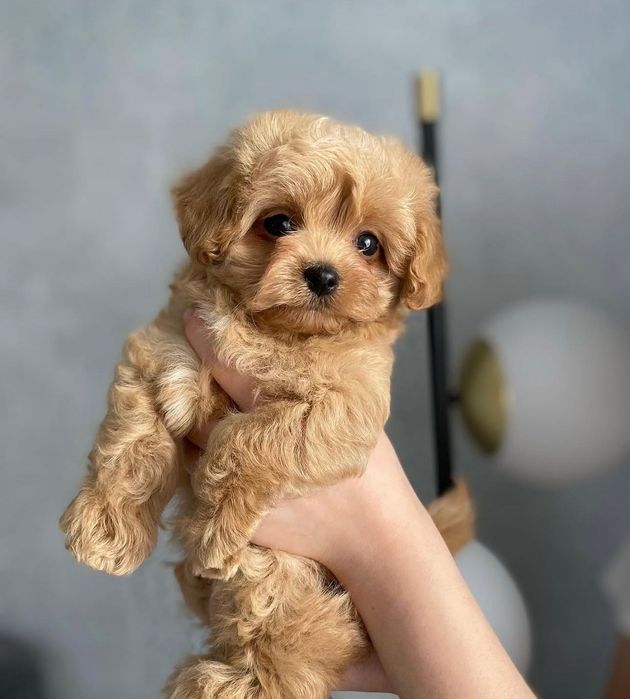 Нежные Щенки Мальтипу Ф1 мини!