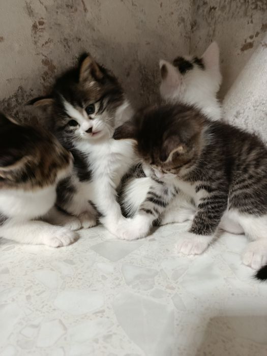 Продаются котята