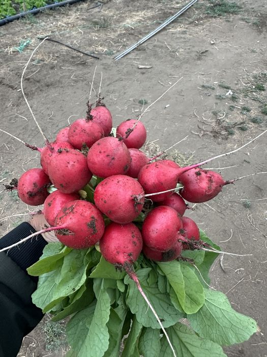 Редиска свежая поля в Актобе