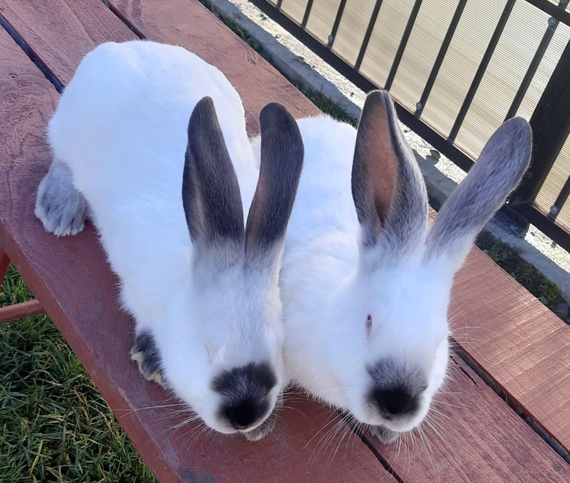 Iepuri Uriaș de Transilvania