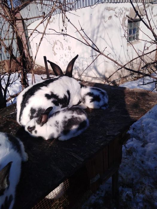 Кролики строгачи