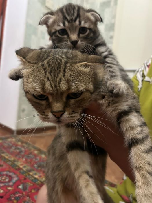 Продается котенки
