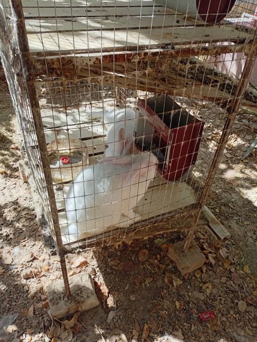 Kaliforniya zotli quyon