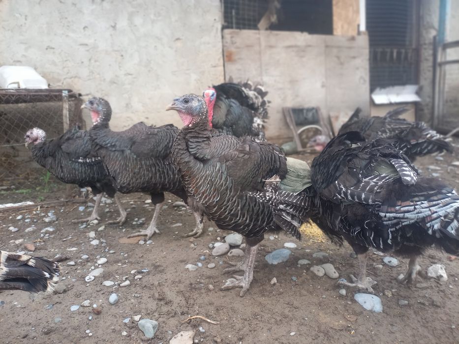 Индюк россия бронза 708