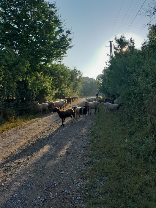 Vând oi de rasă mixtă