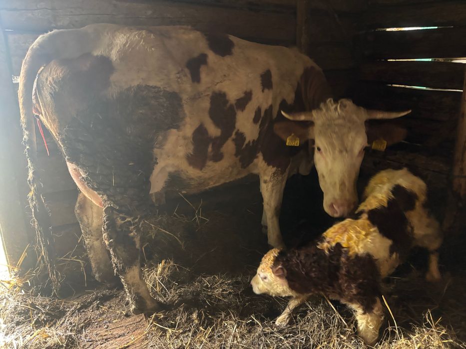 Vaci Baltata Romaneasca