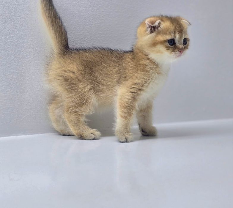 ВисЛоуХий шОтлАндскИй коТик