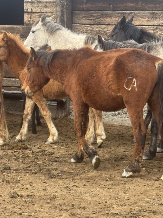 Буаз байталдар сатылады