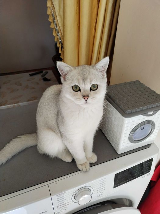Британский кот шиншилла, 100$