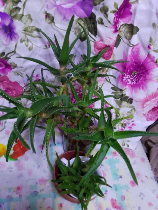 Алоэ-вера лечебное растение.