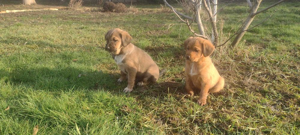 Cățeluși metis vizsla