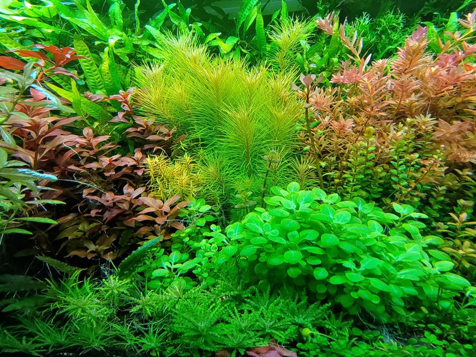 Pachet plante acvariu specii la alegere