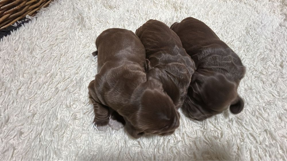 Щенки Спинниеля(Русский охотничий спаниель)