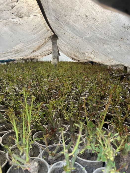 Роза, Виноград Саженцы