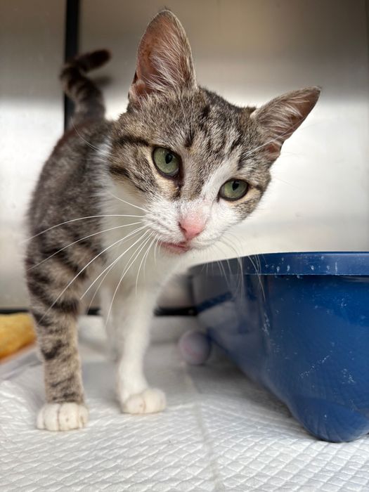 Rosa, pisicuta sterilizata pentru adoptie