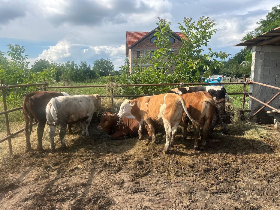 Vand 6 vitei medie 350
