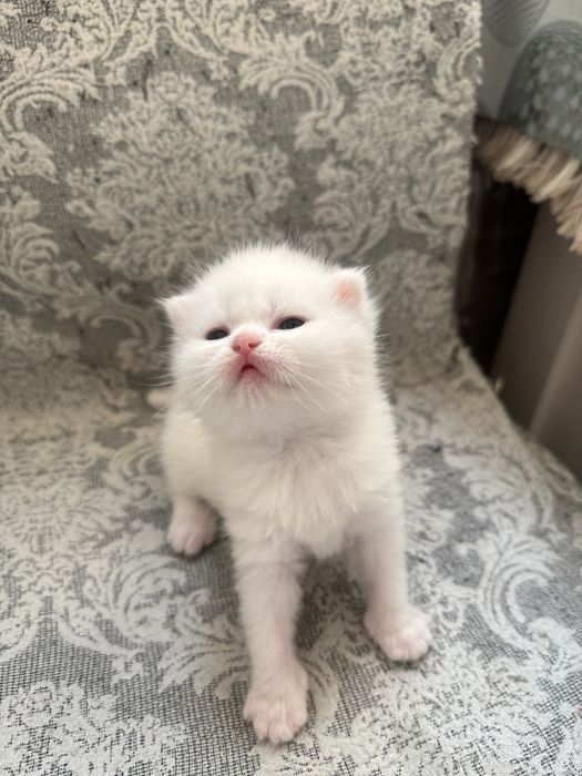 Скотш фолд скотш страйт болалари сотилади