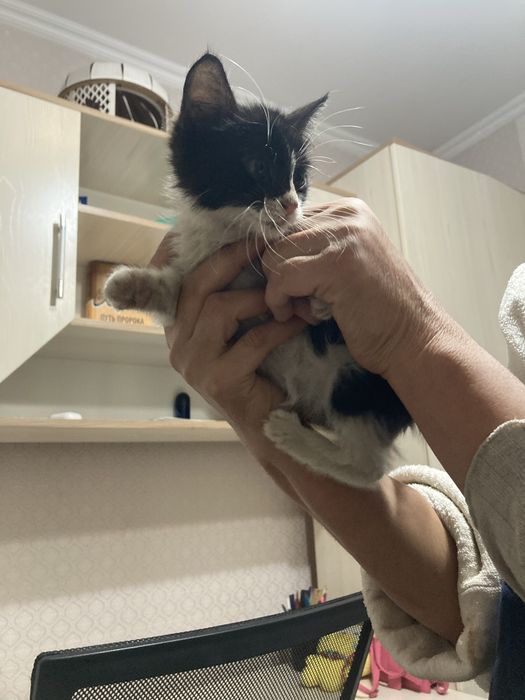 отдадим в добрые руки котенка 1 месяц