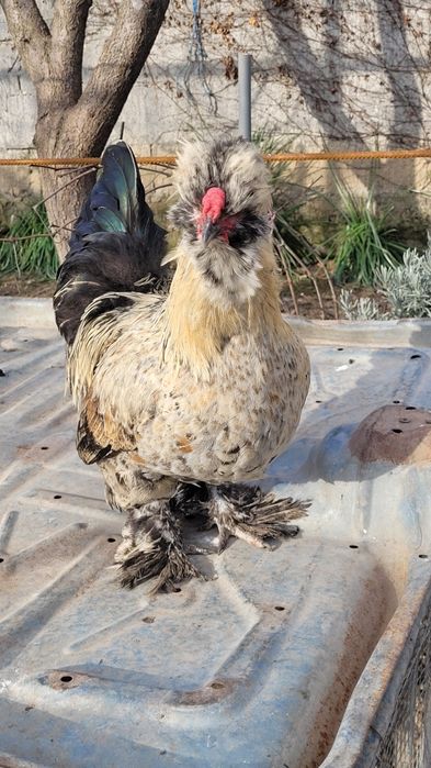 Cocosi motati încălțați bărboși.